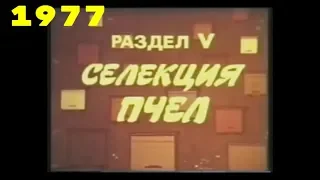 Селекция пчел. (раздел 5) 1977 г. - Документальный фильм. - Пчеловодство.