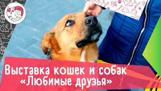 Выставка кошек и собак «Любимые друзья»