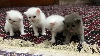 kittens meowing || too much cuteness || All kittens talking at the same time. #kittens #cats