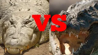 Нильский крокодил vs Гребнистый крокодил