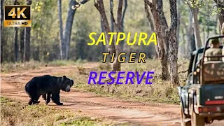 Satpura Tiger Reserve CAN WE SPOT TIGER ? 4k video