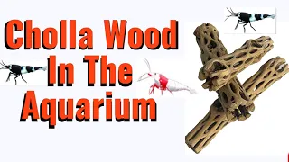 The Benefits Of Adding Cholla Wood To Your Shrimp Tank, And How To Prepare It #botanicals#fishtank