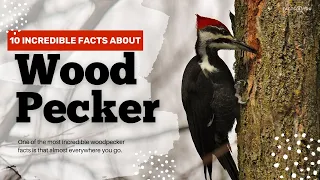 10 Incredible Woodpecker Facts