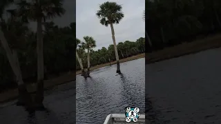 Florida Man Sees Skunk Ape!!!! #bigfoot #skunkape #floridaman