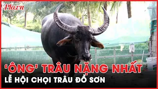 Cận cảnh 'ông' trâu 1,3 tấn nặng nhất lịch sử Lễ hội chọi trâu Đồ Sơn - PLO