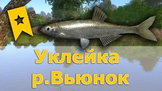 Уклейка • р.Вьюнок • Русская рыбалка 4