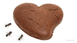 Ants Eating Choco Heart Cookie