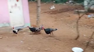 Gangbang War Turkey 🦃vs Rooster 🐓
