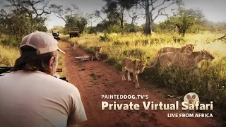 LIVE Safari sponsored by the Painteddog.tv Pack | 14 January 2023