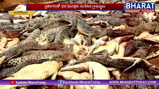 300 ముసళ్ళను చంపిన గ్రామస్తులు | Indonesia Mob Slaughters 300 Crocodiles in Revenge Killing