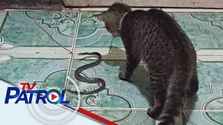 Alagang pusa iniligtas ang mga amo laban sa isang ahas | TV Patrol