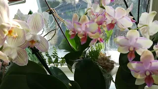 ЧАСТЬ 2.ЦВЕТЕНИЕ МОИХ ОРХИДЕЙ В КОНЦЕ ИЮЛЯ. ❣️❤️🧡💛🌱😇👍#PHALAENOPSIS #ORHIDS#ORJIDEA #FLOR