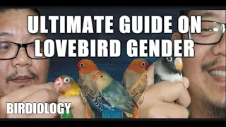 HOW TO KNOW THE GENDER OF AFRICAN LOVEBIRDS