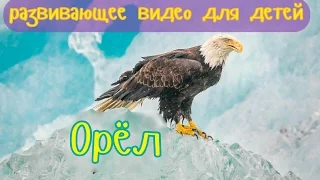 ОРЁЛ. Развивающее видео для детей.