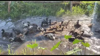 Rescued Ducks Celebrate Their Second Chance Of Life - ElephantNews