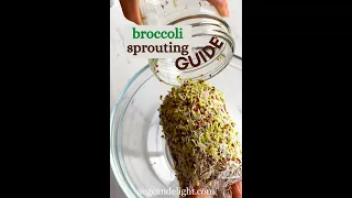 Growing Broccoli Sprouts for Highest Sulforaphane 🌱