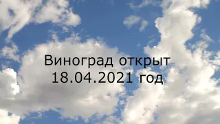 Виноград раскрыт, как защитить от заморозков 22 04 2021 год