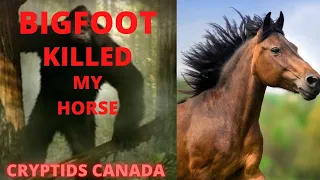 Episode 247 BIGFOOT KILLED MY HORSE