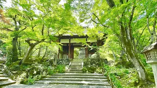 Kyoto Travel Vlog | Must-Visit Wonderful Temples and Street Food