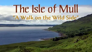 The Isle of Mull | "A Walk on the Wild Side"