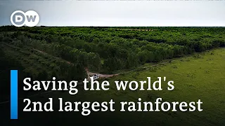 What's causing deforestation in Africa and how to stop it | DW News