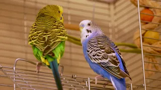 Two birds speak to each other (English) Part 2 [UHD 4K]