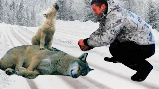 Man Saved Crying Wolf Cub and Her Dying Mama Wolf, Then They Amazingly thanked Him!