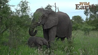 WildEarth - Sunset - 23 December 2021