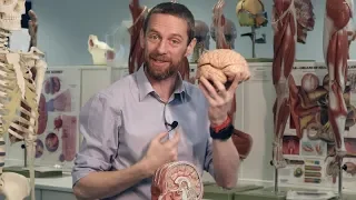 Cerebral lobes and sulci (basic anatomy)