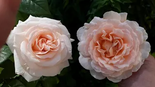 Розы в бело-розовых тонах. Сравнение розы Александр Пушкин и Сувенир де баден баден.