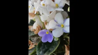 "Sporting" in African Violet: Different coloured flowers on same plant.