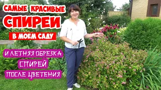 СПИРЕИ в САДУ: самые красивые сорта! И летняя обрезка спирей. Как обрезать спирею после цветения?