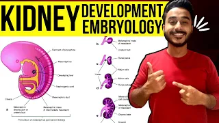 development of kidney embryology | kidney development embryology |  development of renal system