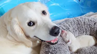 A Mother's Love For Her Puppy!!