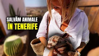 👥  În TENERIFE această COMUNITATE desprinsă din MAD MAX, salvează animale 🌴 (vlog în engleză)