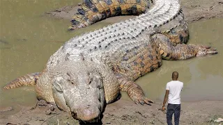 Top 10 Biggest Crocodile In The World