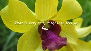 Yellow Bird [Chỉ Là Giấc Mơ Qua] by Johnny Tillotson (with lyrics)