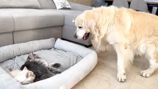 Golden Retriever Reacts to Kittens in his Bed