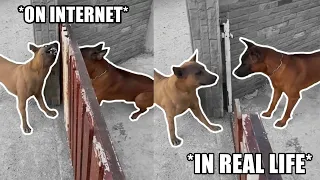 On Internet vs In Real Life - Hilarious Pets of Tik Tok 😍