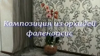 Как сделать композицию из орхидей фаленопсис и хои, купленных тц Планета  Лета