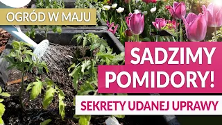 SADZIMY POMIDORY! 🍅 Sekrety udanej uprawy pomidorów. Kwitnący ogród w maju | GREEN CANOE