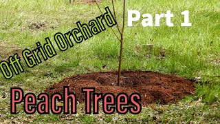 Off grid Orchard Series- #Peach Trees