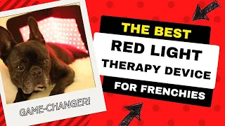 Best Red Light Therapy Device for French Bulldogs | Red Light Therapy for IVDD in French Bulldogs
