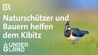 Kiebitzschutz - Naturschützer und Bauern Hand in Hand | Unser Land | BR Fernsehen