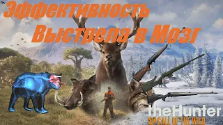 theHunter: Call of the Wild.Эффективность выстрела в мозг