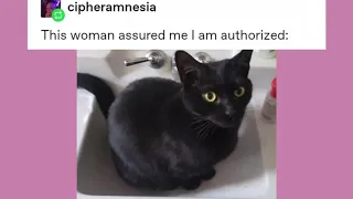 Cat Permits | Late Night Tumblr Posts