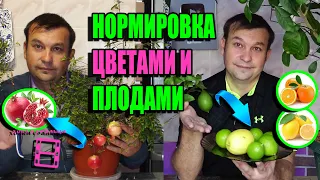 НОРМИРОВКА ЦИТРУСОВЫХ И НОРМИРОВКА ГРАНАТА ЦВЕТАМИ И ПЛОДАМИ. ЭКЗОТИКА НА ПОДОКОННИКЕ 22-12