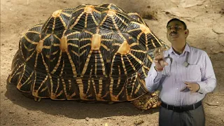 INDIAN STAR TORTOISE के बारे में जरूरी जानकारिया / Care Tips / Dr Nagender Yadav