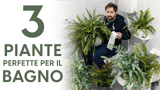 Scopri quali sono le 3 piante perfette per il tuo bagno!
