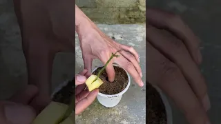 How to propagate rose branches with potatoes